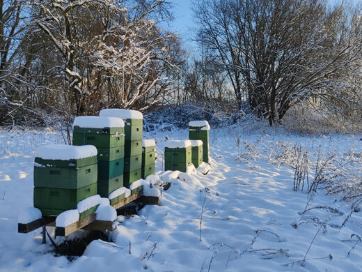 Die Bienenkäster von Imker Louis im Winter