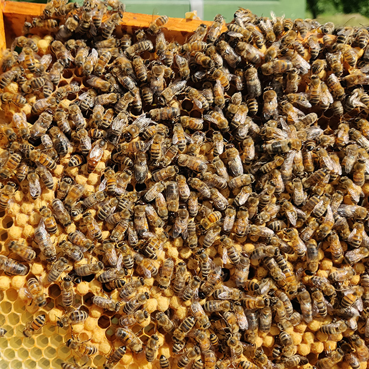 Imker Louis sucht die Bienenkönig im Gewimmel der Bienen