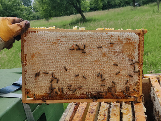 Imker Louis mit einem Rähmchen im Sommer