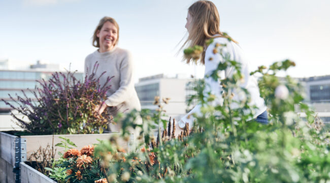 Pflanzenbeete und Blumen auf der Dachterrasse im avodaq Office Hamburg